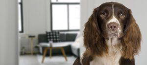 devon dog grooming debonair dogz