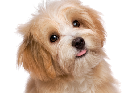 puppy grooming by debonair dogz